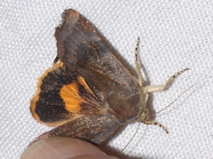 Noctua janthina