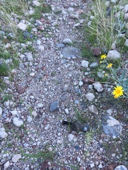 Amphispiza bilineata