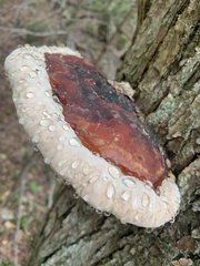 Fomitopsis pinicola