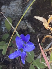 Gentianopsis barbellata