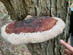 Fomitopsis pinicola