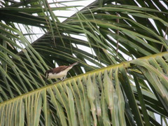 Campylorhynchus griseus