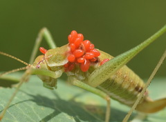Eutrombidium trigonum