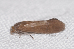 Ceraclea dissimilis