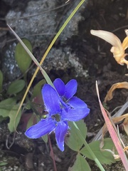 Gentianopsis barbellata