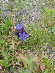 Gentiana septemfida