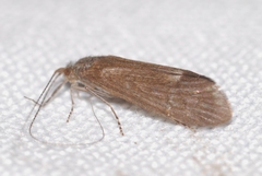 Ceraclea dissimilis