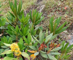 Rhododendron caucasicum