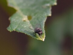 Lindneromyia dorsalis