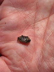 Rhithropanopeus harrisii