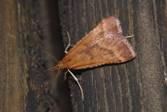 Synaphe punctalis