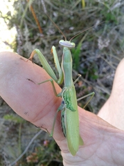 Mantis religiosa religiosa
