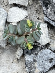 Euphorbia fendleri