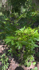 Ligustrum