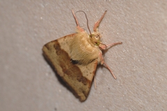 Heliothis viriplaca