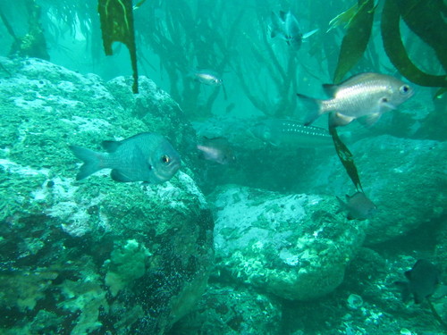 Chilean sandperch (Pinguipes chilensis) — Pinguipedidae — 5