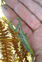 Mantis religiosa religiosa