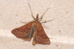 Synaphe punctalis
