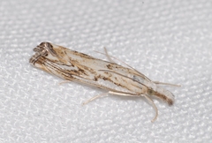 Catoptria falsella