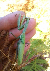 Mantis religiosa religiosa
