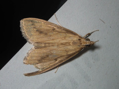 Circobotys occultilinea