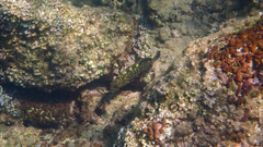 Epinephelus marginatus