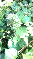 Mikania scandens