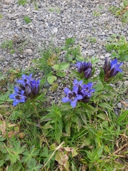 Gentiana septemfida