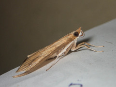 Circobotys occultilinea