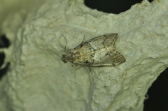 Pococera maritimalis