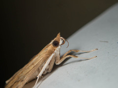 Circobotys occultilinea