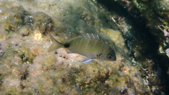Diplodus sargus