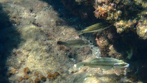 Peacock Wrasse