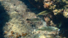 Peacock Wrasse