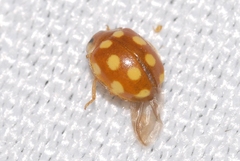 Vibidia duodecimguttata