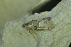 Pococera maritimalis