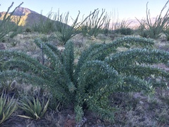 Fouquieria splendens
