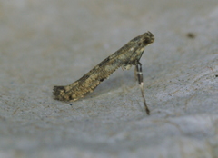 Caloptilia