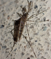 Culicinae