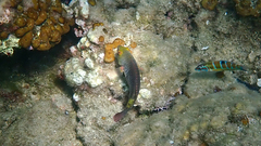 Sparisoma cretense