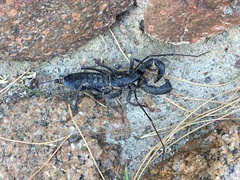 Mastigoproctus giganteus