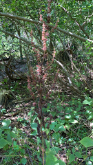 Astilbe