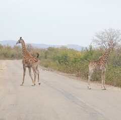 Giraffa camelopardalis giraffa