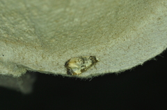 Phalonidia memoranda