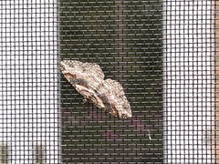 Costaconvexa centrostrigaria