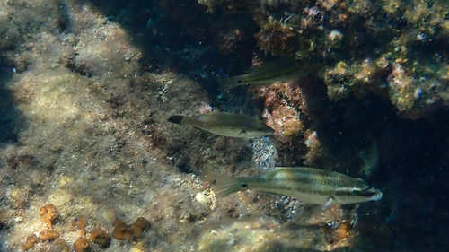 East Atlantic peacock wrasse (Symphodus tinca) — Labridae — 3