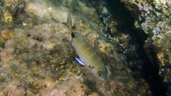 Diplodus sargus