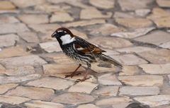 Passer hispaniolensis
