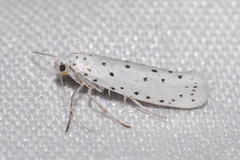 Yponomeuta malinellus