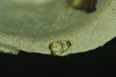 Phalonidia memoranda